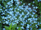 Myosotis alpestris (2012, April 28)