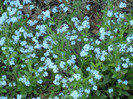 Myosotis alpestris (2012, April 28)
