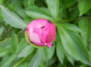 Peony. Bujor (2012, May 04)