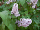 Syringa vulgaris_Lilac (2012, April 29)