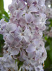 Syringa vulgaris_Lilac (2012, April 29)