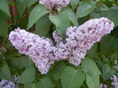Syringa vulgaris_Lilac (2012, April 29)