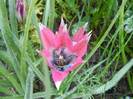 Tulipa Little Beauty (2012, May 04)