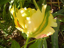Tulipa Texas Gold (2012, May 04)