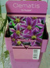 5 mai 2012-flori 041