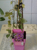 clematita roz
