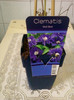 5 mai 2012-flori 050
