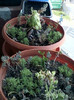 5 mai 2012-flori 015