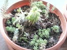 5 mai 2012-flori 011