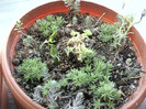 5 mai 2012-flori 012