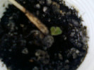 5 mai 2012-flori 023