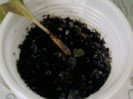 5 mai 2012-flori 024