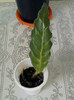 5 mai 2012-flori 026