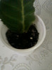 5 mai 2012-flori 031