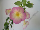 Achimenes Sauline