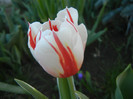 Tulipa Ice Follies (2012, April 28)