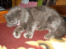 Sheba