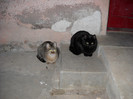 Thomas si Fifi 4