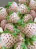 Capsuni soi anabela (pineberry)Albi-ananas