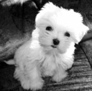 bichon_maltez_06