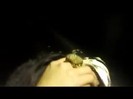 bscap0233