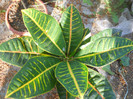 DSCN2504