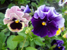 DSCN2524