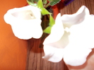 DSCN0073