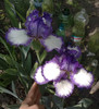 9Picture