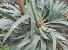 DSCN0811