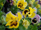 DSCN2526