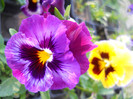 DSCN2527