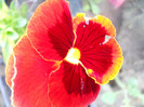 DSCN2529