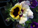 DSCN2532