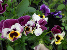 DSCN2533