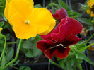 DSCN2535