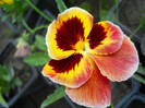 DSCN2542