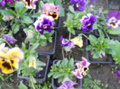 DSCN2544