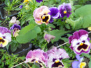 DSCN2545