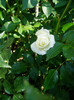 Schneewittchen rose