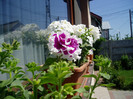 P1010025