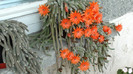 DSC00909