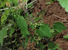 coacaz rosu (verde in apr2012)