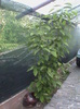 DSC00935
