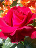 DSC01121