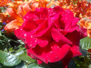 DSC01132