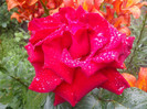 DSC01135