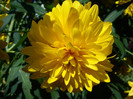 DSC01239