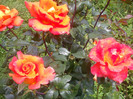 DSC01270