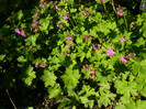 DSCN3841